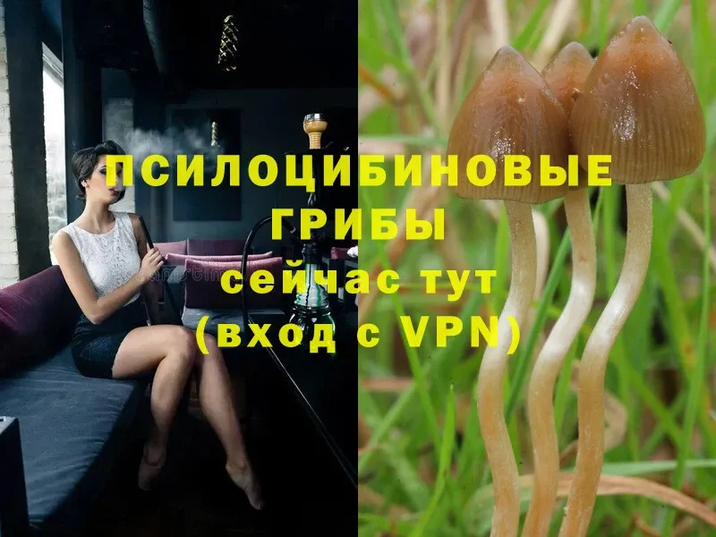 kraken ССЫЛКА  купить наркотики цена  Златоуст  Галлюциногенные грибы Psilocybe 